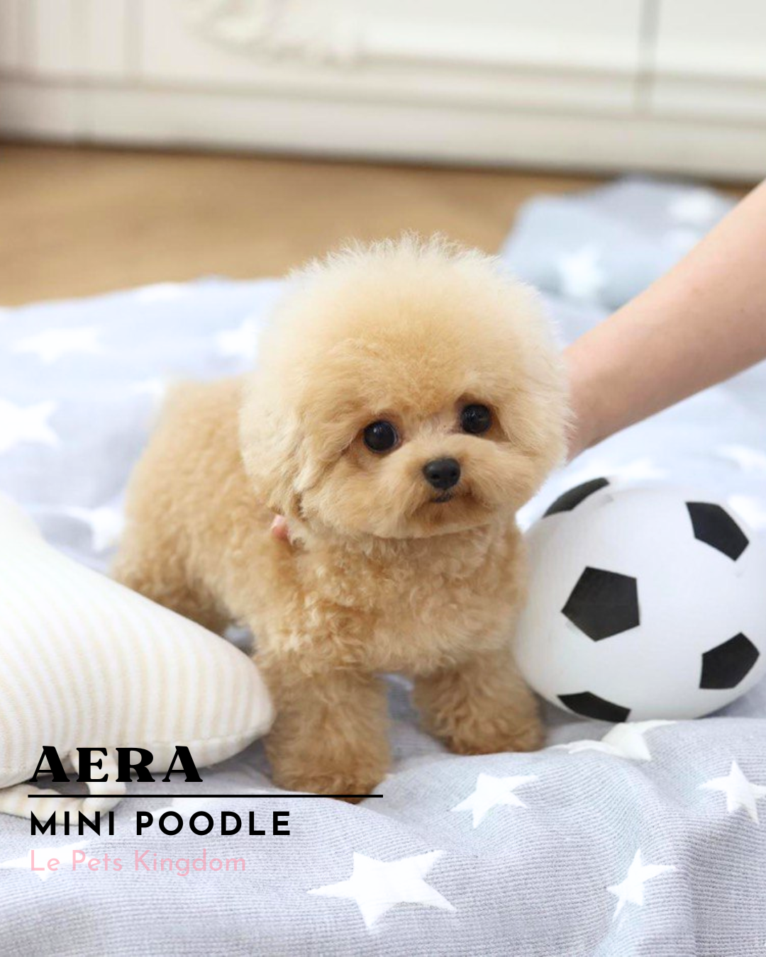 AERA (Mini Poodle - Korea Imported)