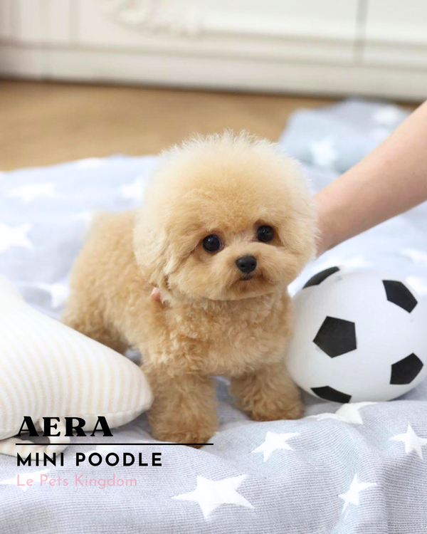 AERA (Mini Poodle - Korea Imported)