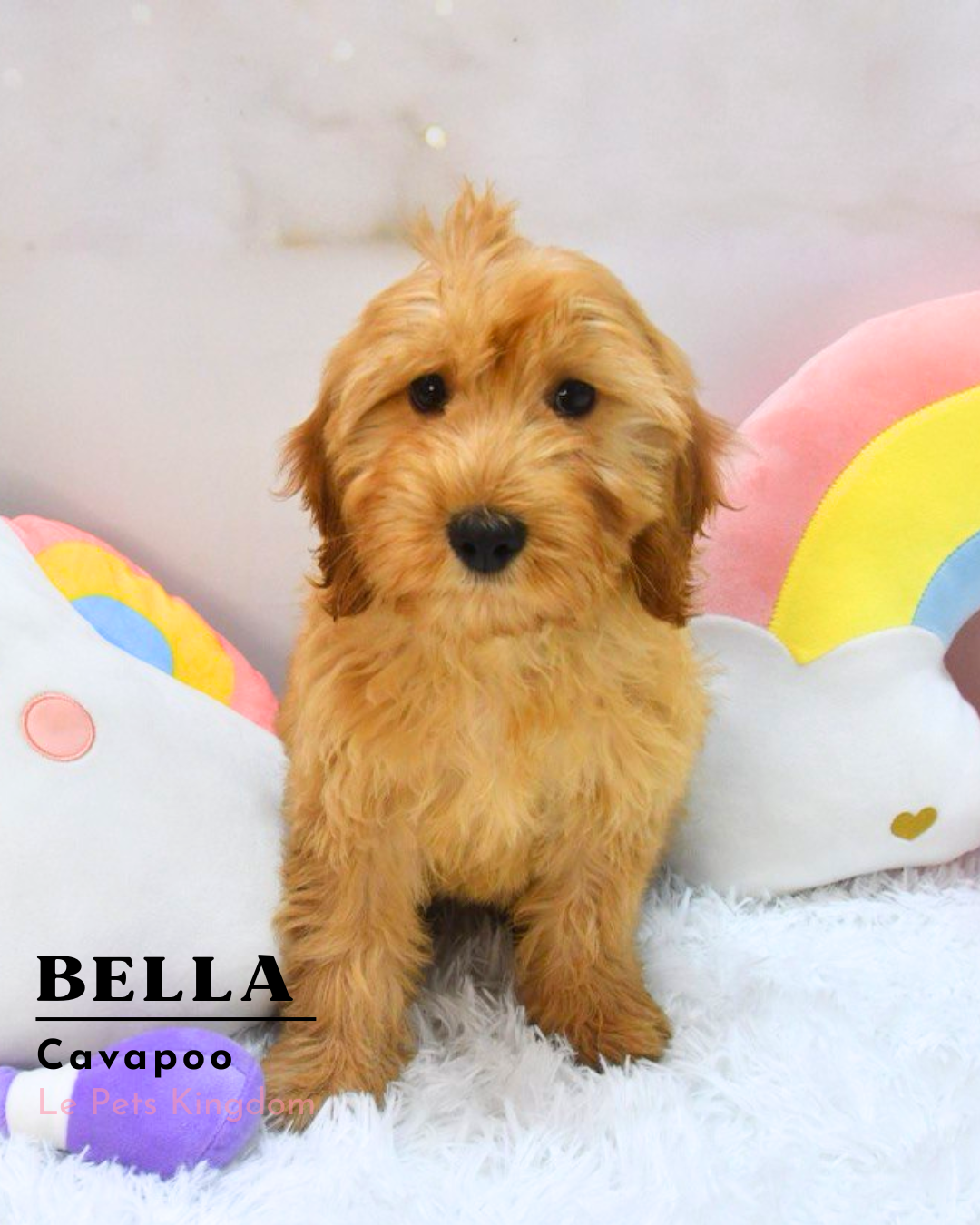 BELLA (Cavapoo - UK Imported)
