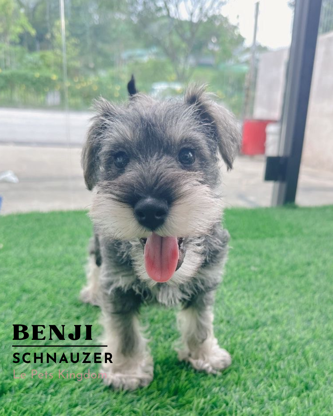 BENJI (Schnauzer - UK Imported)