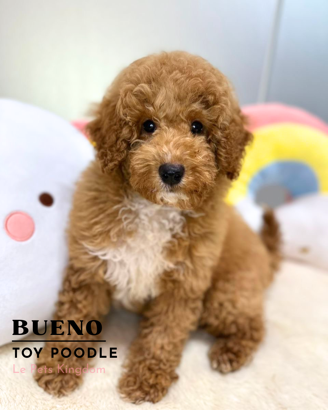 BUENO (Poodle - UK Imported)
