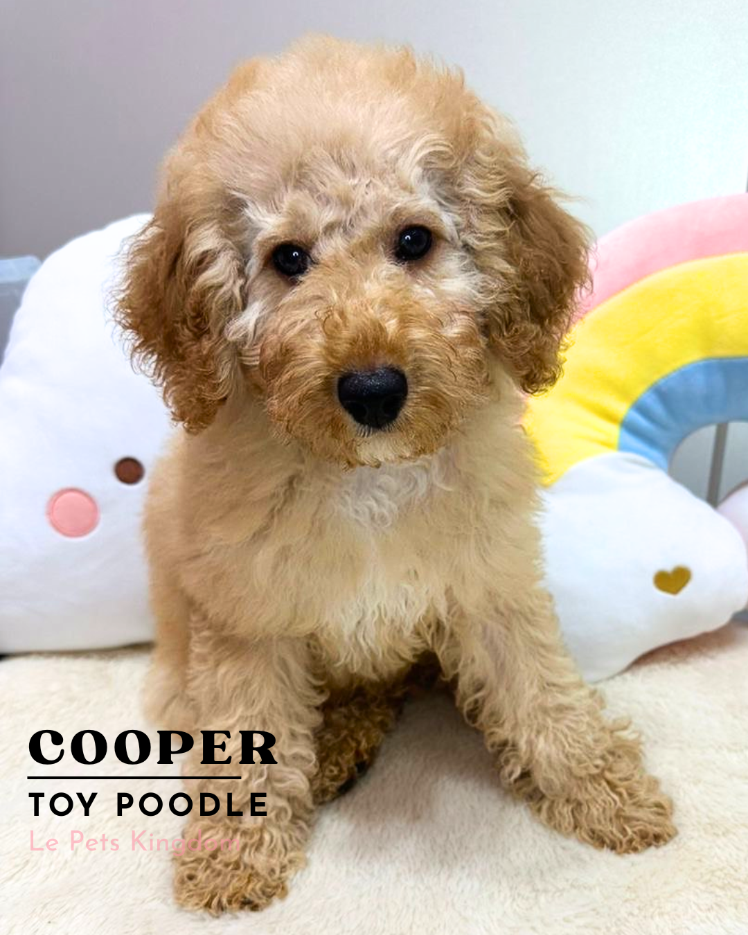 COOPER (Poodle - UK Imported)