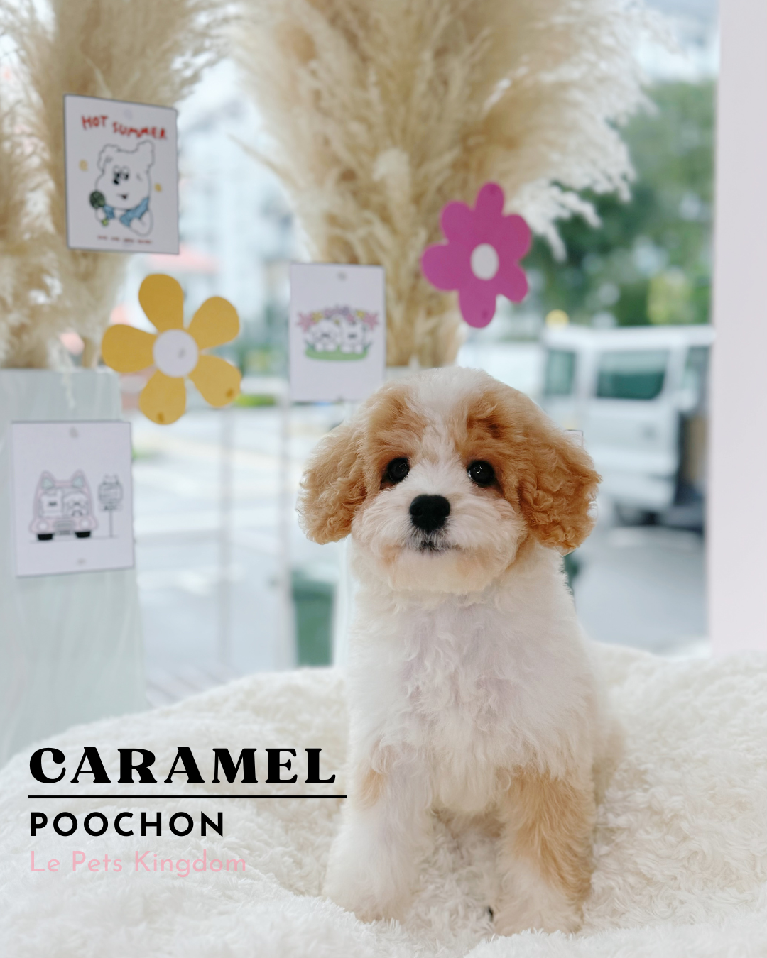 CARAMEL (Poochon - Local)