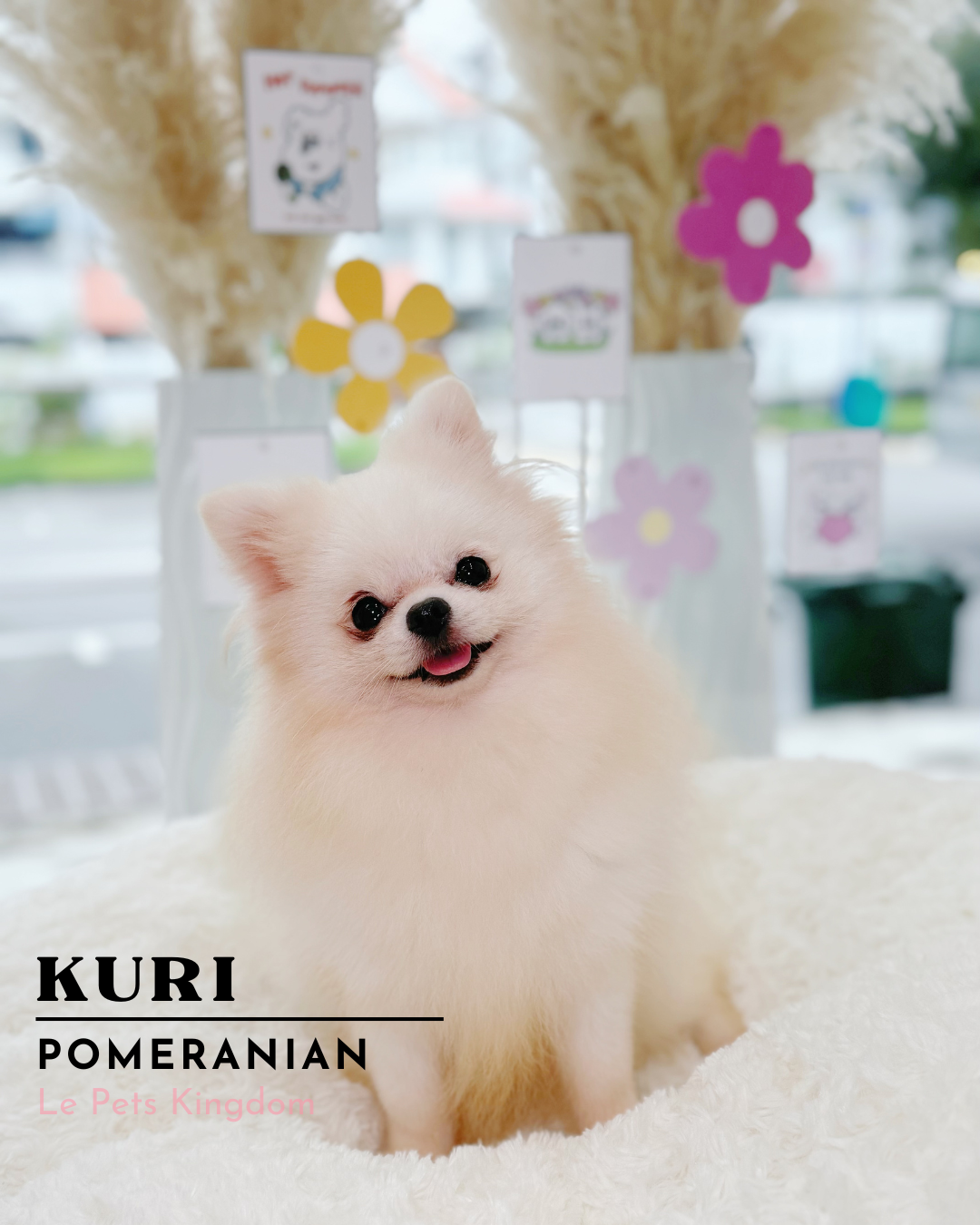 KURI (Pomeranian - Korea Imported)