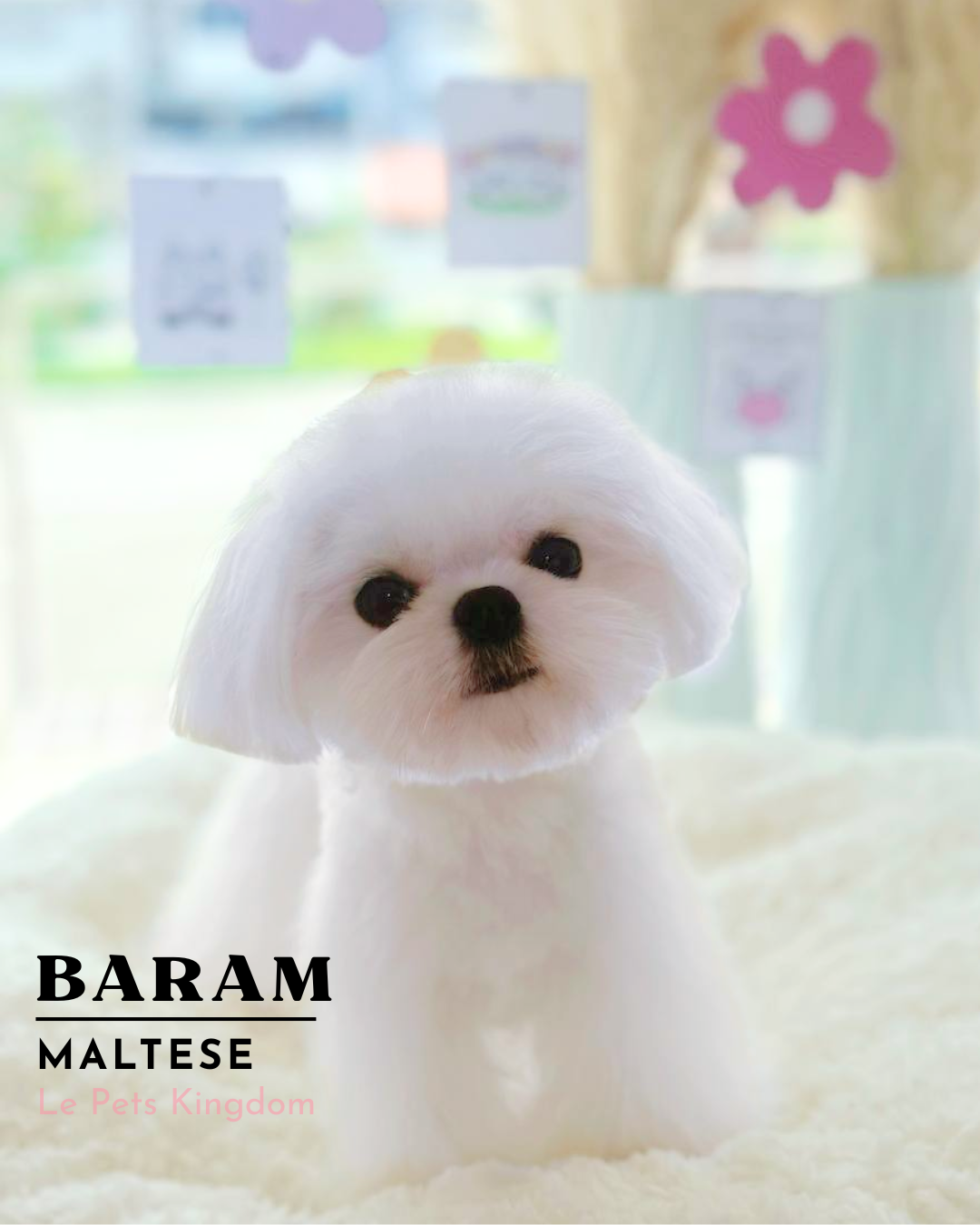 BARAM (Mini Maltese - Korea Imported)