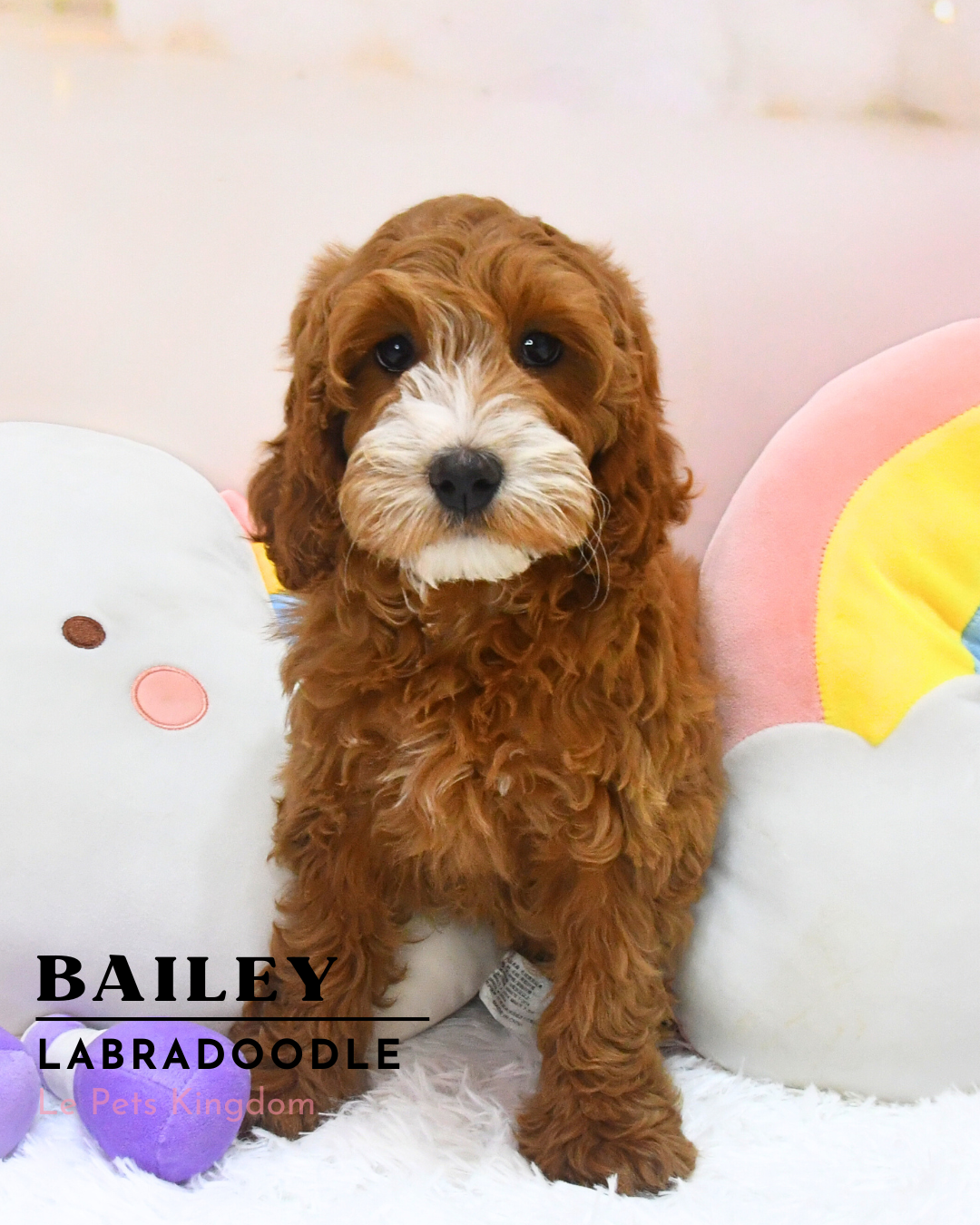 BAILEY (Mini Labradoodle - UK Imported)