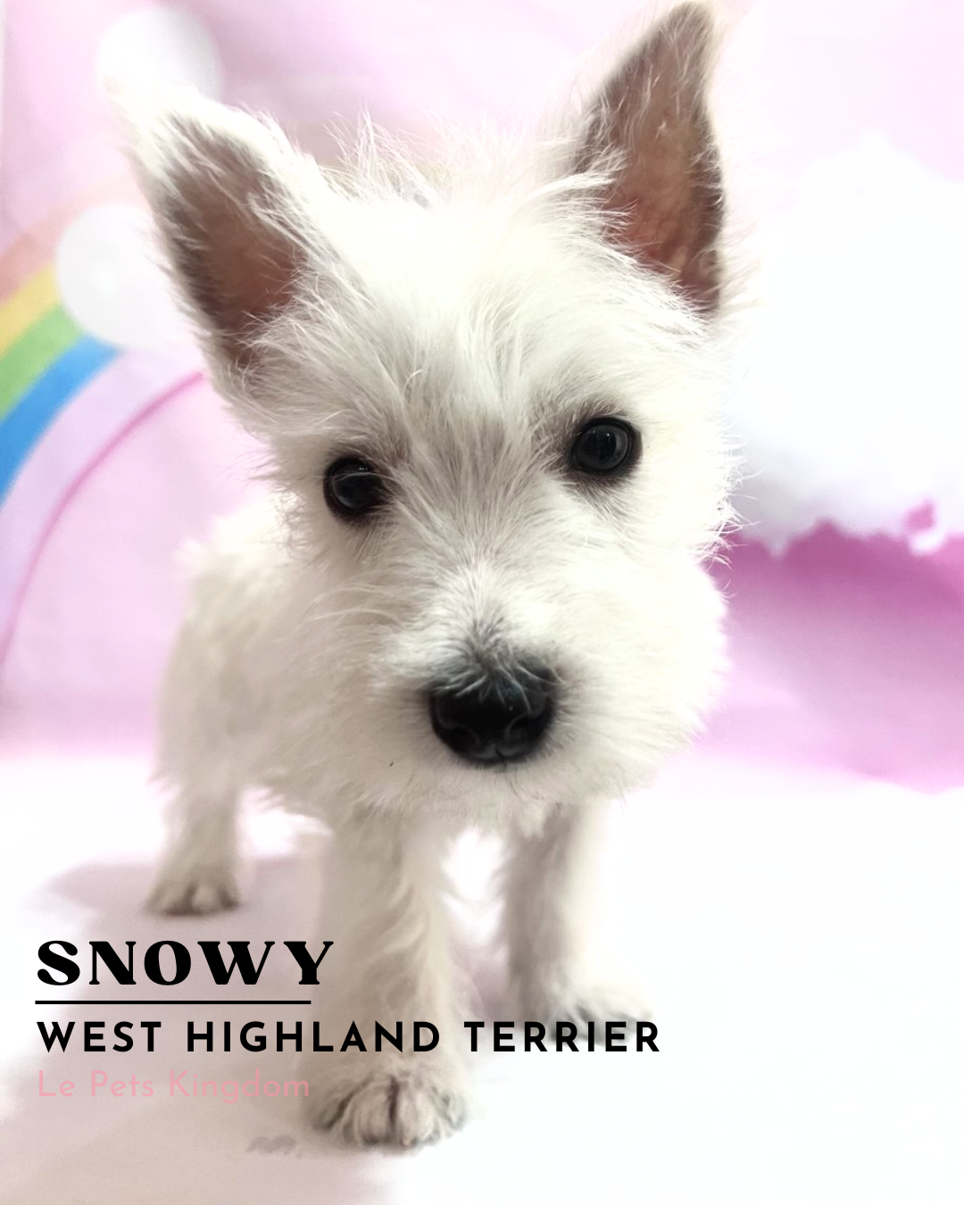 Snowy (Westie - UK Imported)