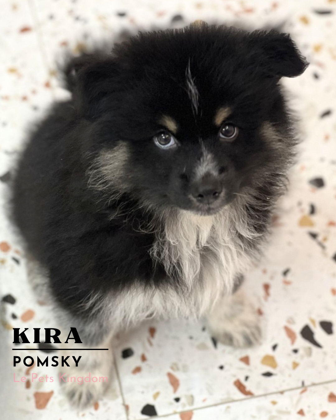 KIRA (Pomsky - UK Imported)