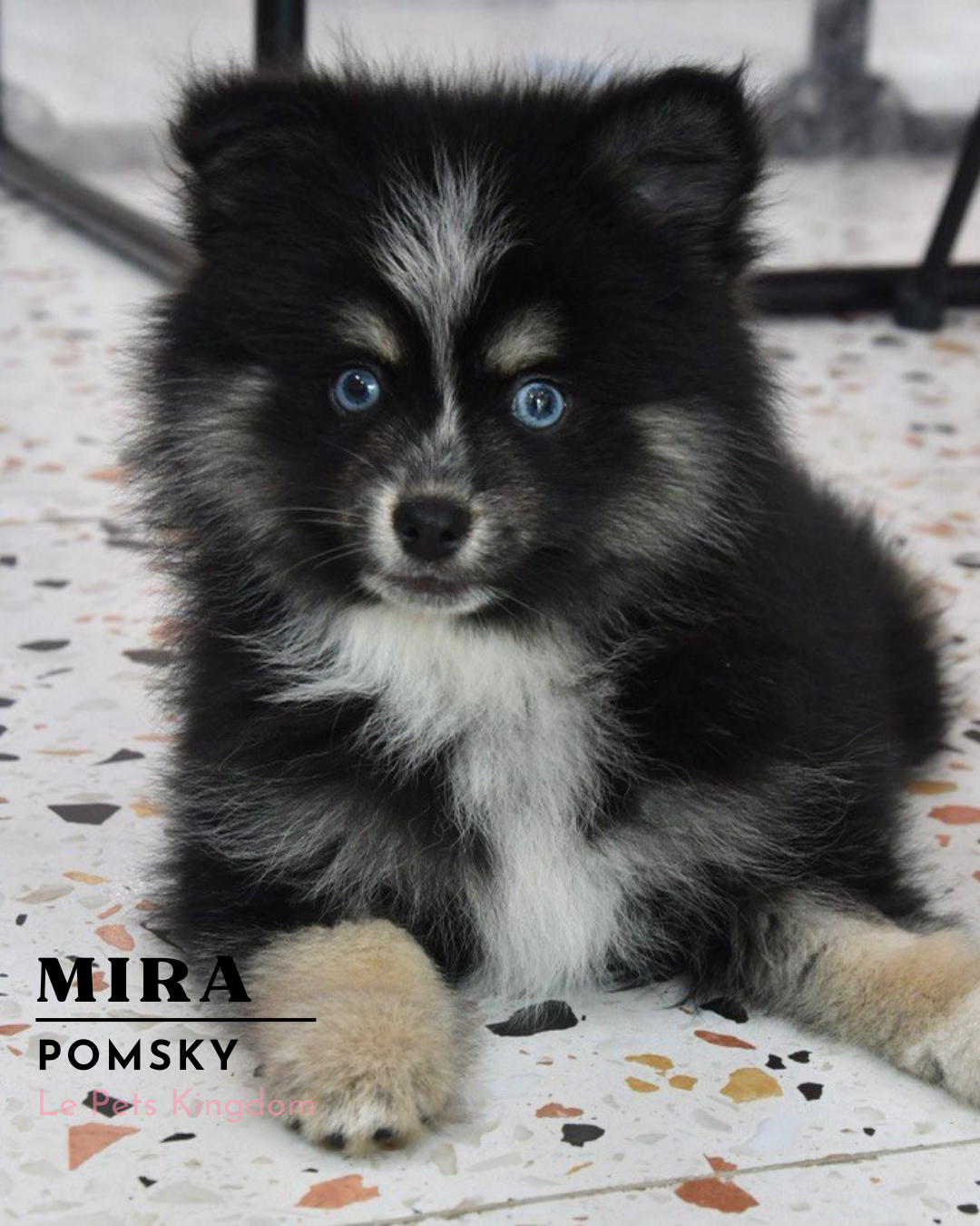 MIRA (Pomsky - UK Imported)