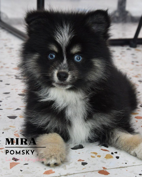 MIRA (Pomsky - UK Imported)