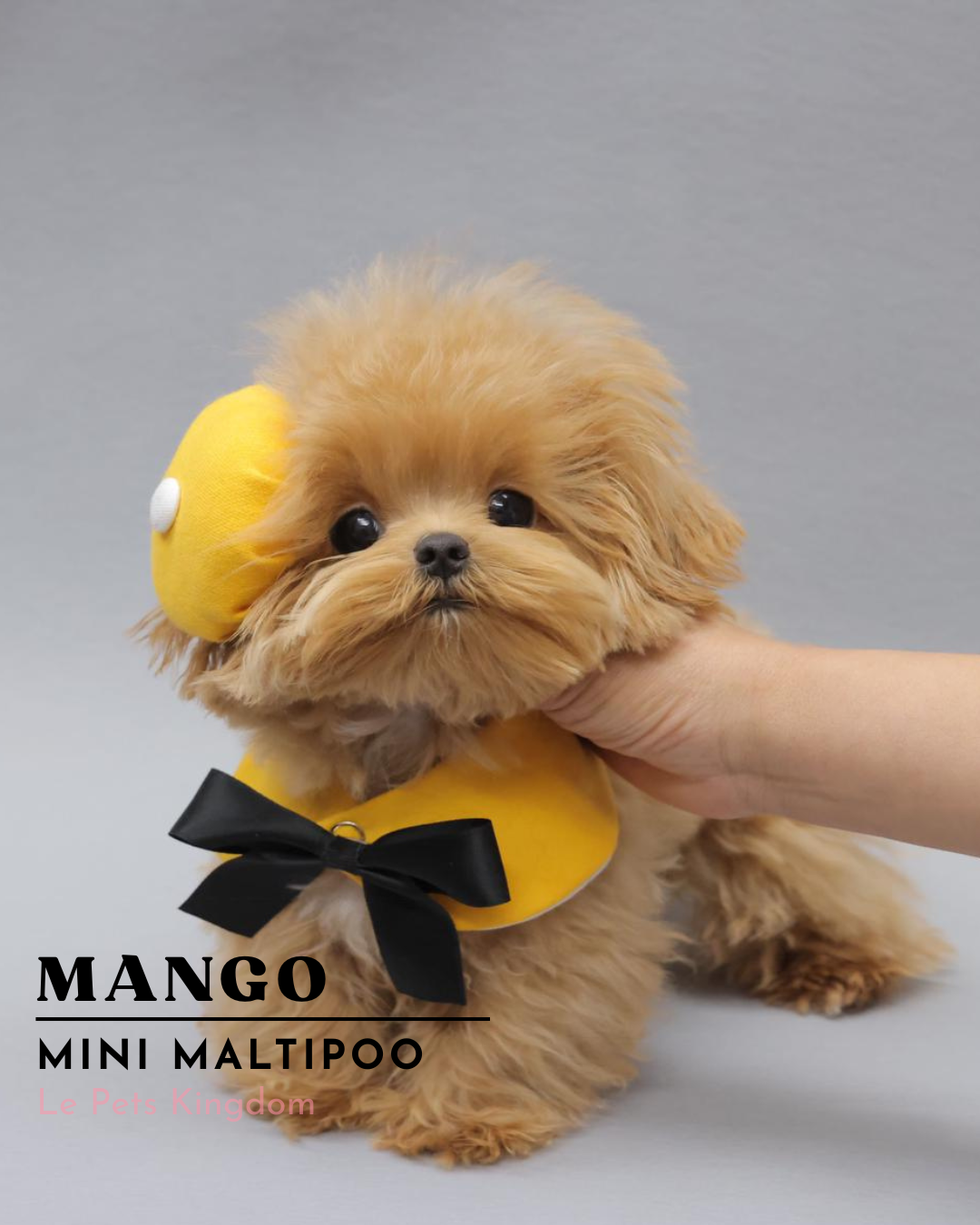 MANGO (Mini Maltipoo - Korea Imported)