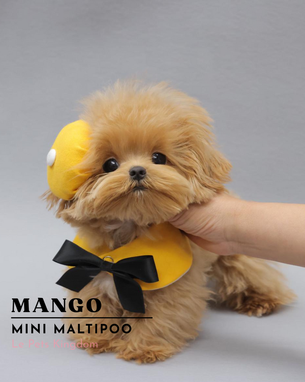 MANGO (Mini Maltipoo - Korea Imported)