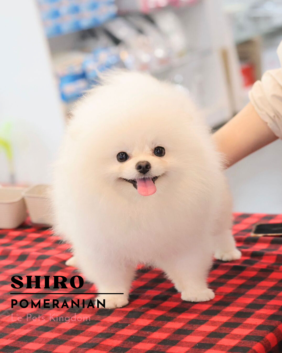SHIRO (Mini Pomeranian - Korea Imported)
