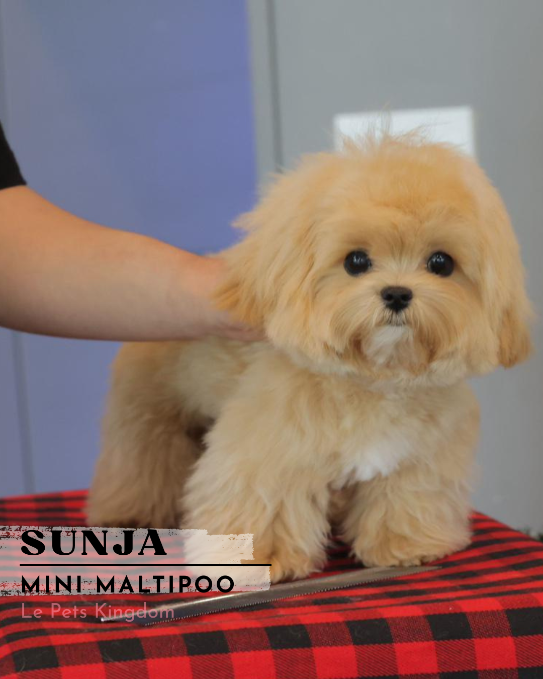 SUNJA (Mini Maltipoo - Korea Imported)