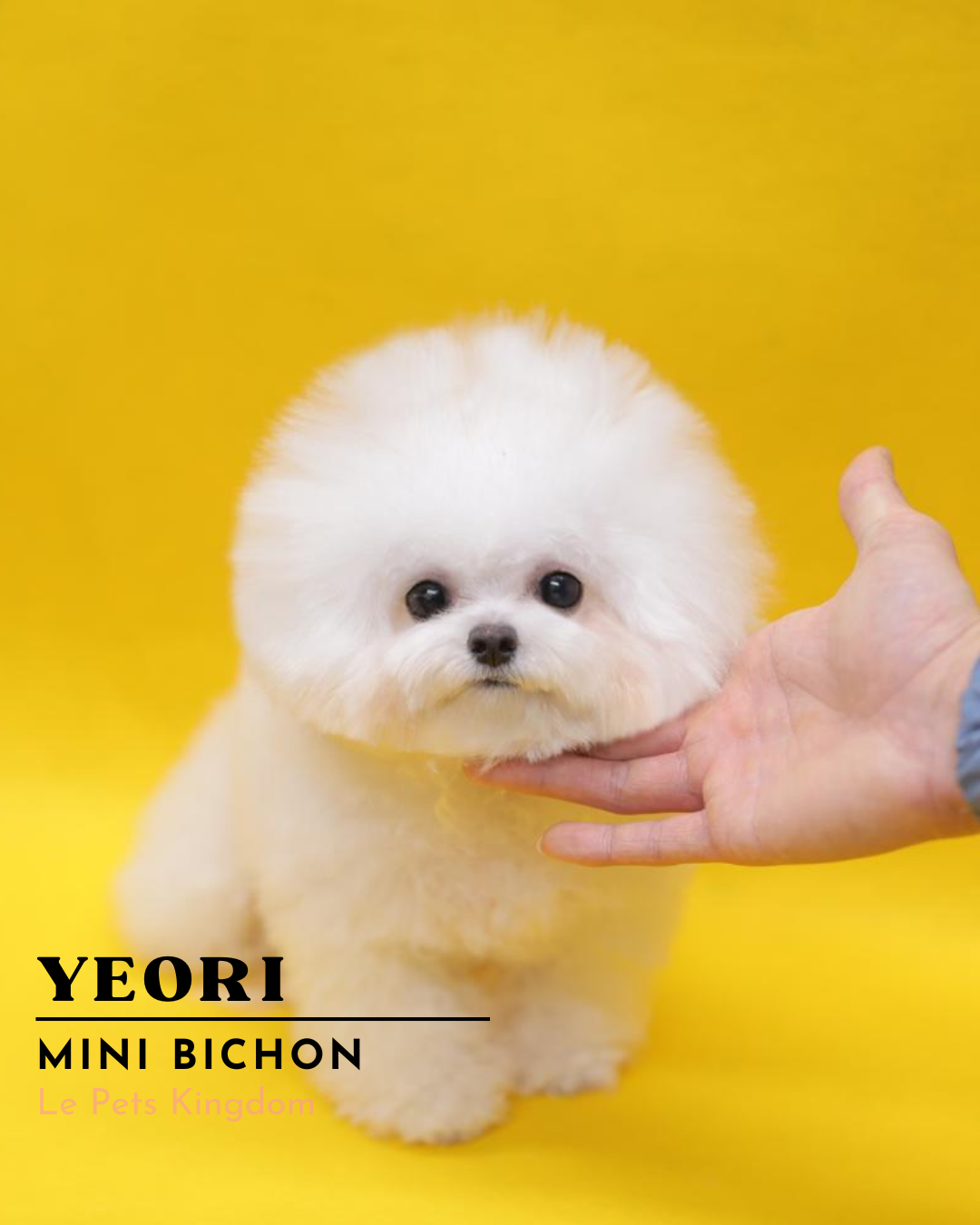 YEORI (Mini Bichon - Korea Imported)