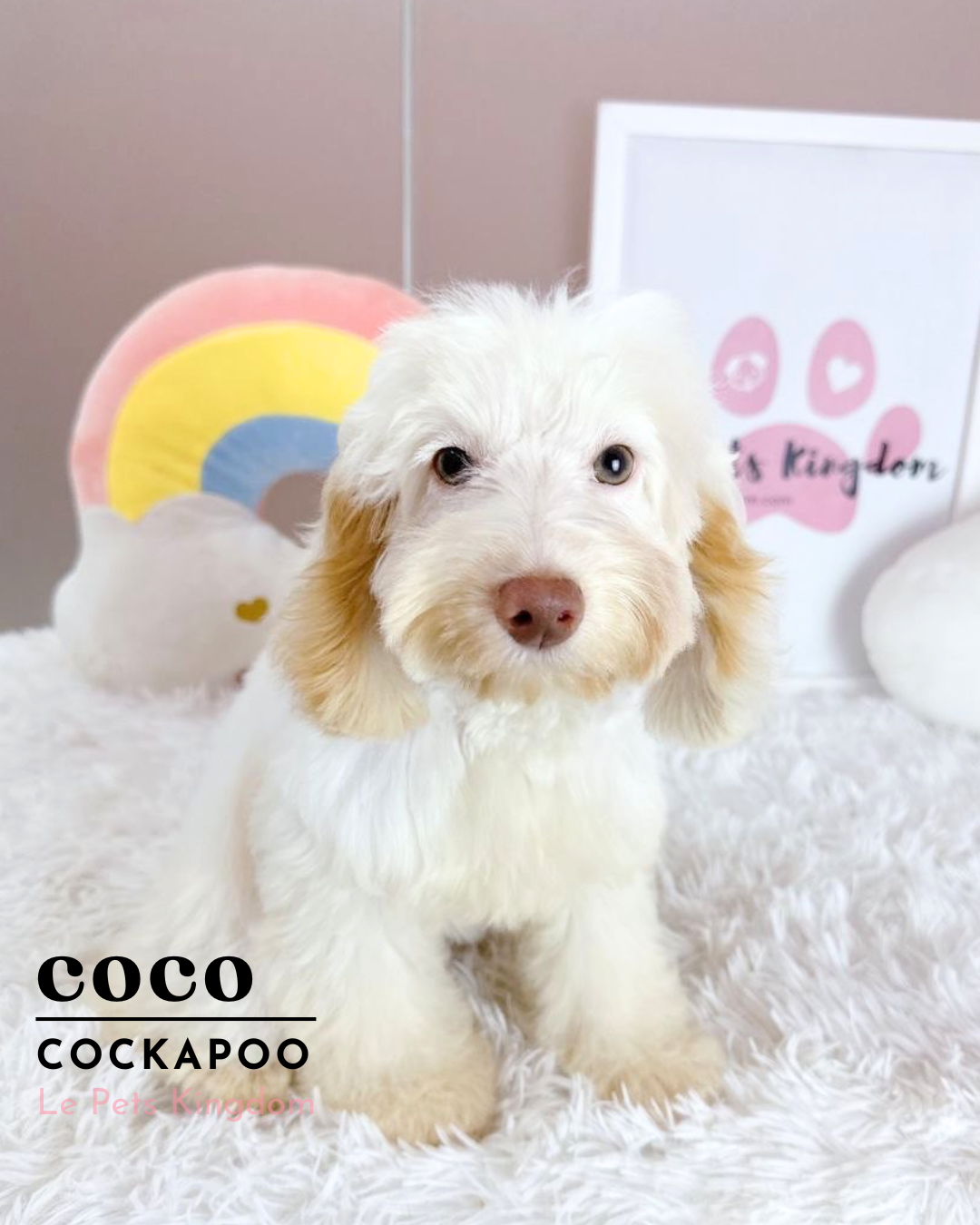 COCO (Cockapoo - UK Imported)