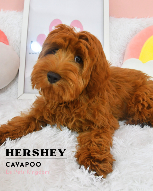 HERSHEY (Cavapoo - UK Imported)