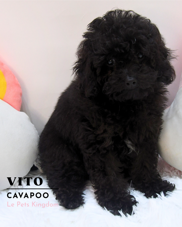 VITO (Mini Cavapoo - UK Imported)