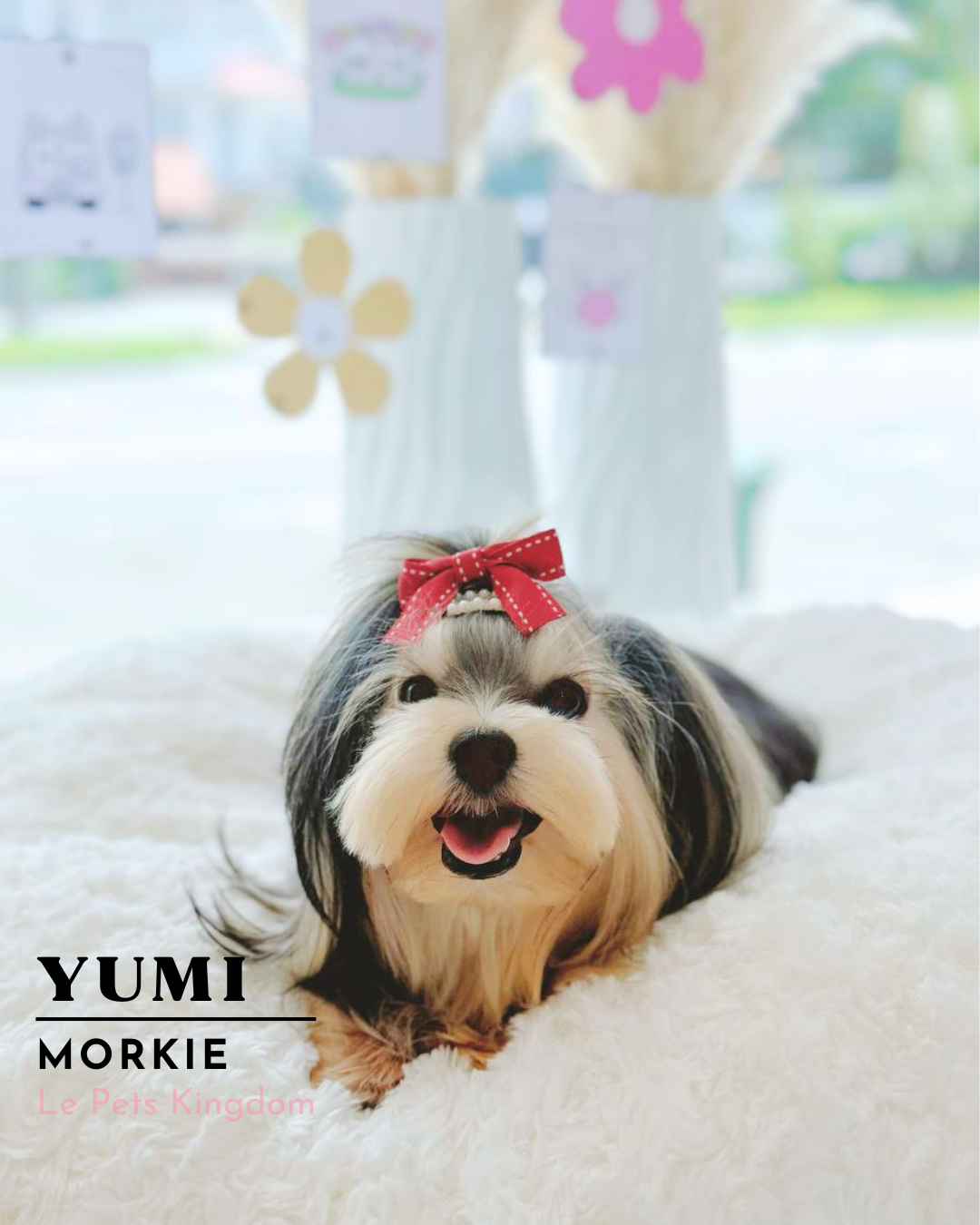 YUMI (Morkie- Korea Imported)