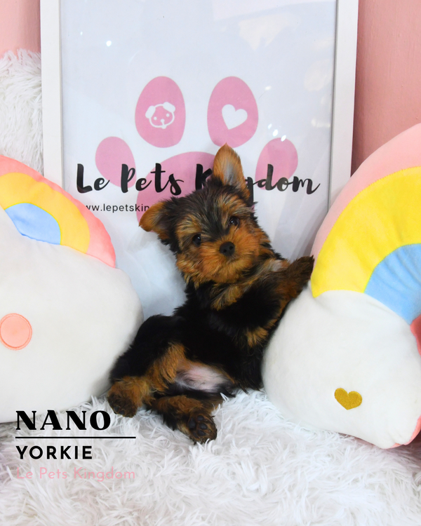 NANO (Yorkie - UK Imported)