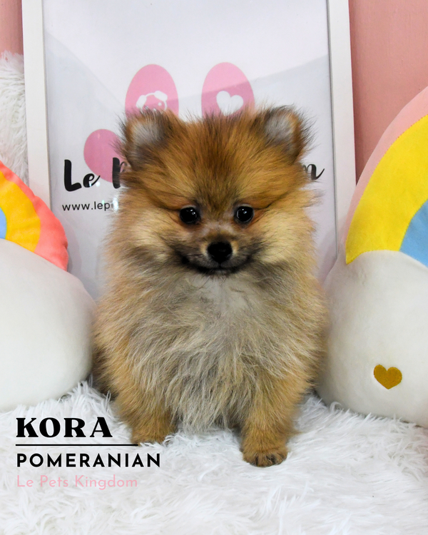 KORA (Pomeranian - UK Imported)