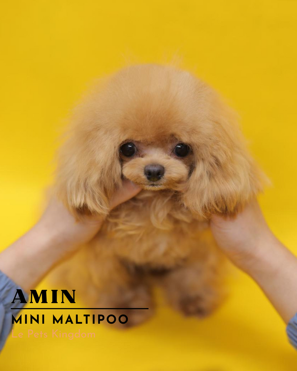 AMIN (Mini Maltipoo - Korea Imported)