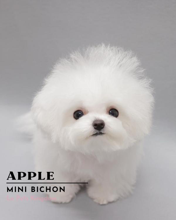 APPLE (Mini Bichon - Korea Imported)