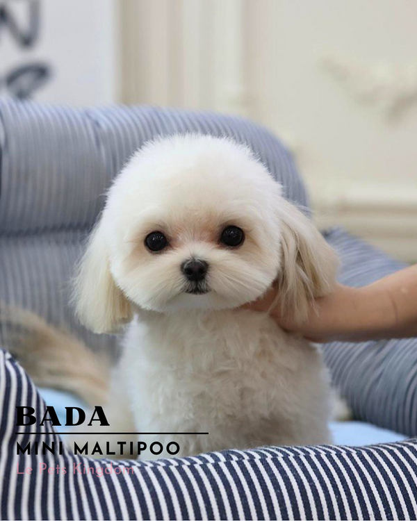 BADA (Maltipoo - Korea Imported)