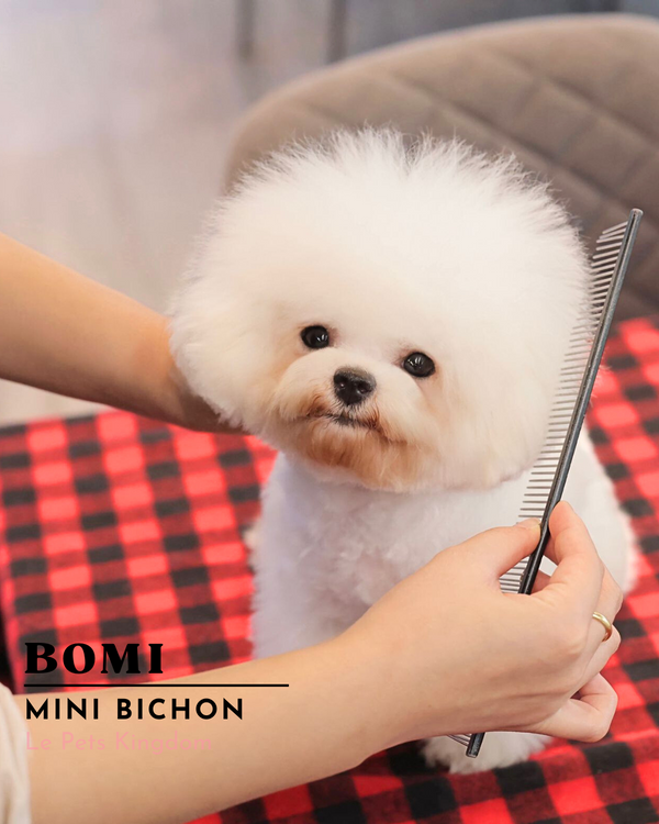 BOMI (Mini Bichon - Korea Imported)
