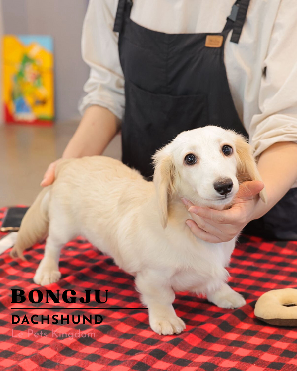 BONGJU (Dachshund - Korea Imported)