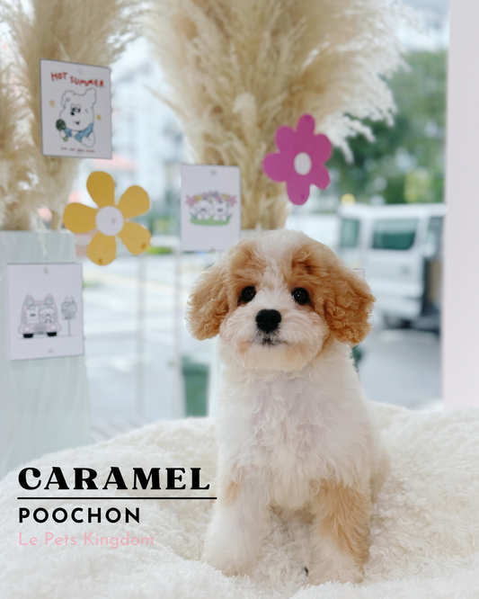CARAMEL (Poochon - Local)