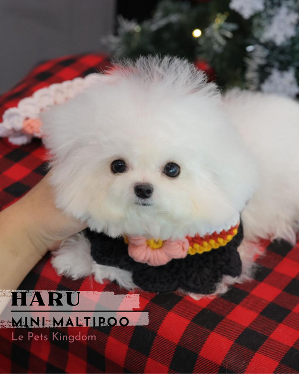 HARU (Mini Bichon - Korea Imported)