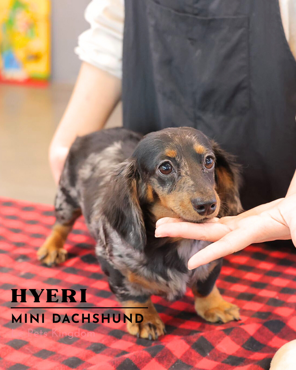 HYERI (Mini Dachshund - Korea Imported)
