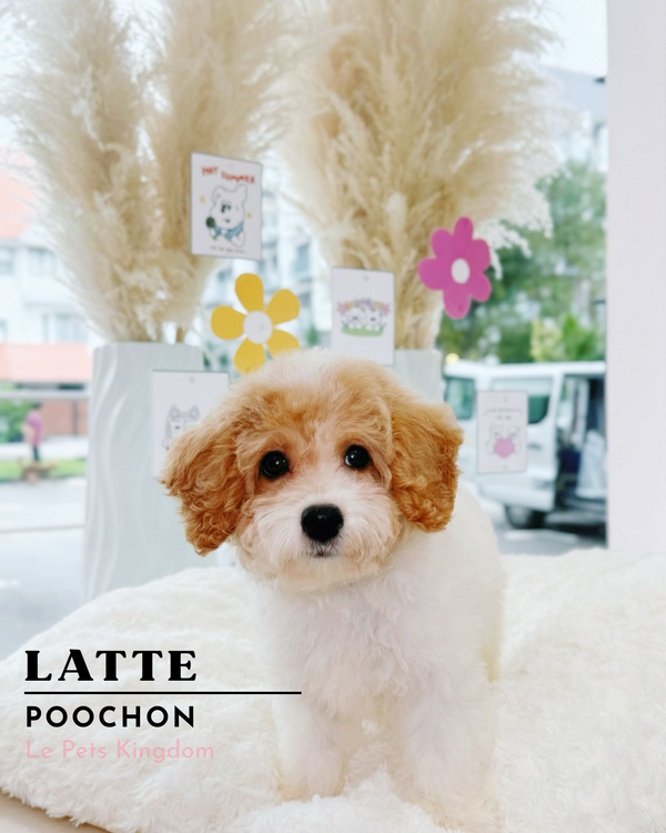 LATTE (Poochon - Local)