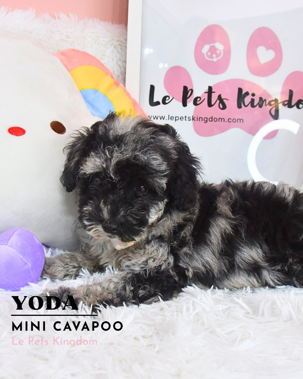 YODA (Toy Poodle - UK Imported)