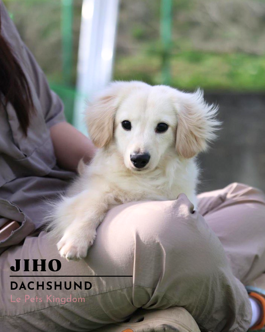 JIHO (Dachshund - Korea Imported)