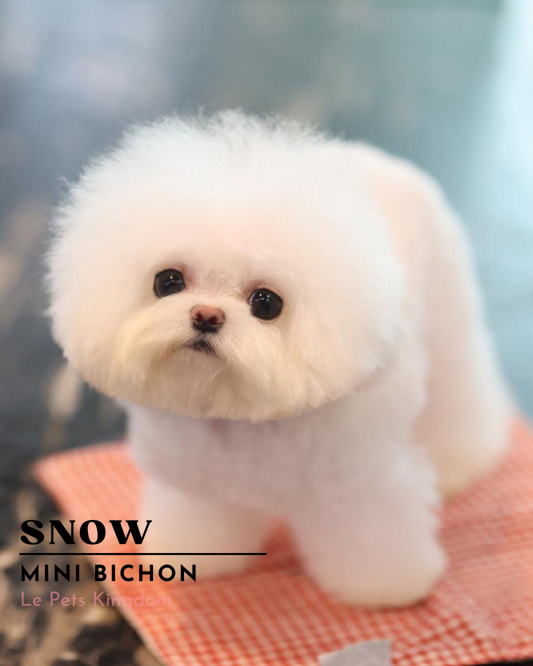 SNOW (Mini Bichon - Korea Imported)