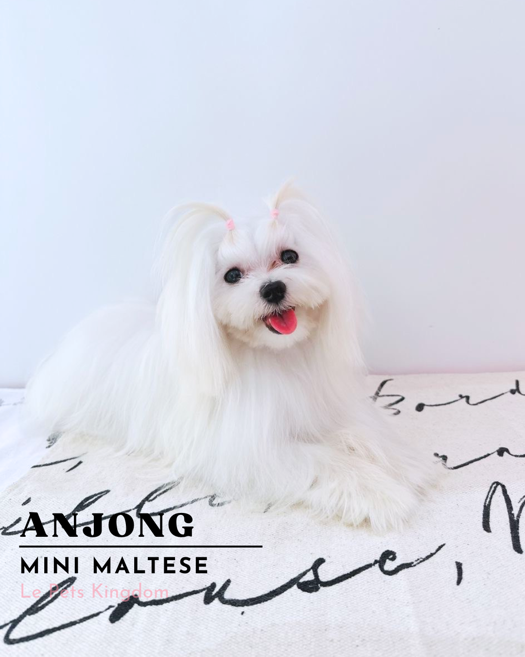 ANJONG (Maltese - Korea Imported)