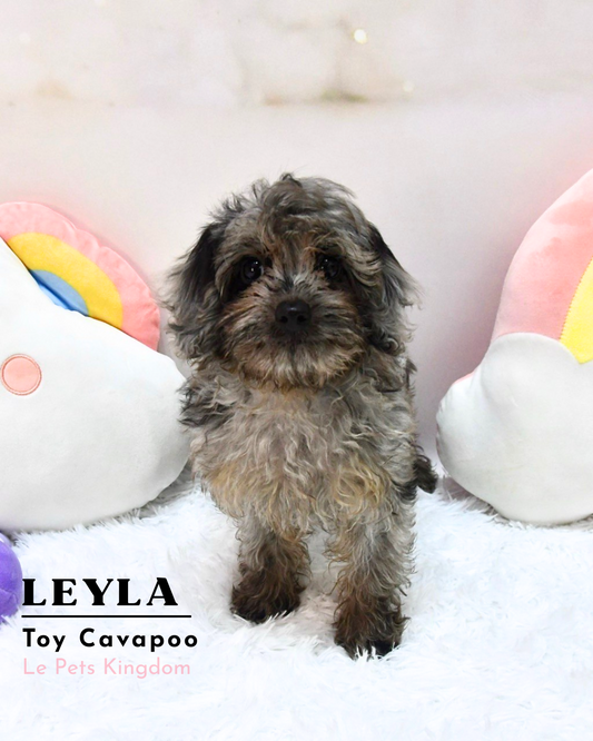LEYLA (Toy Cavapoo - UK Imported)