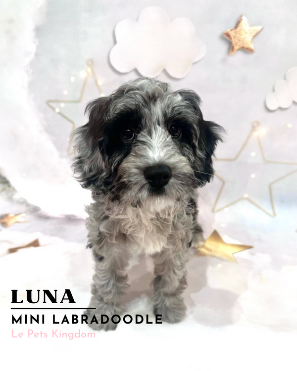 Luna (Mini Labradoodle - UK Imported)