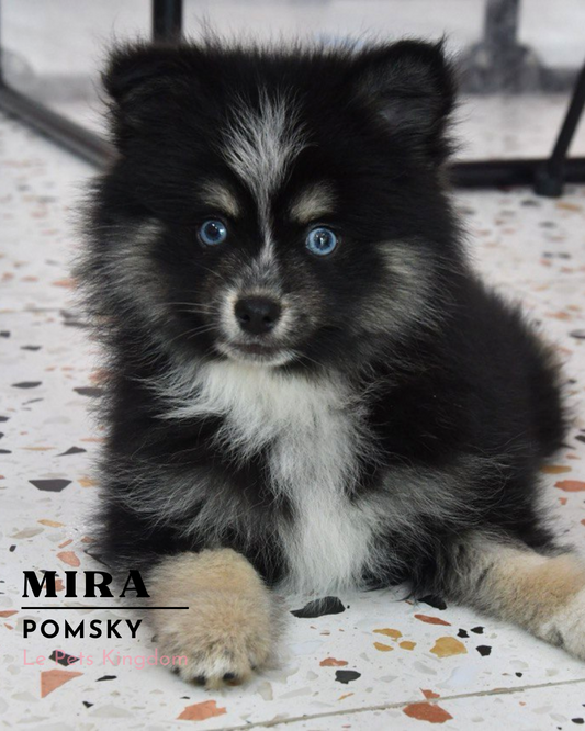 MIRA (Pomsky - UK Imported)