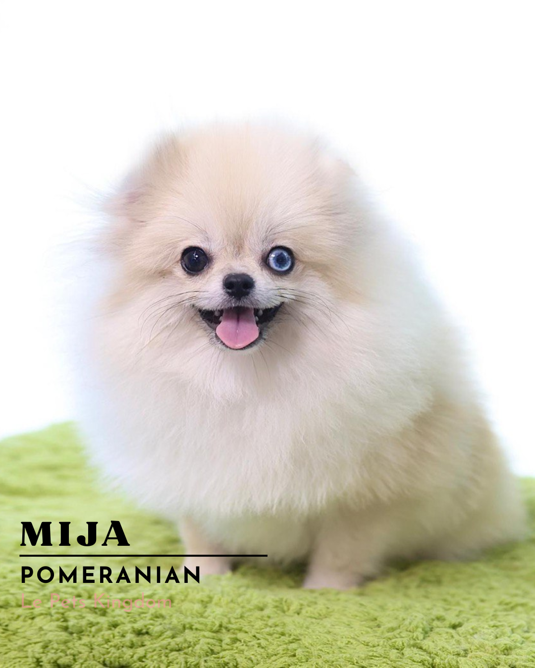 MIJA (Pomeranian - Korea Imported)