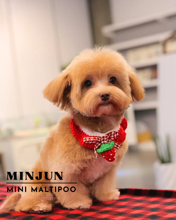 MINJUN (Mini Maltipoo - Korea Imported)