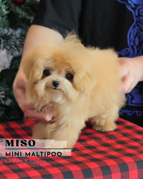 MISO (Mini Maltipoo - Korea Imported)