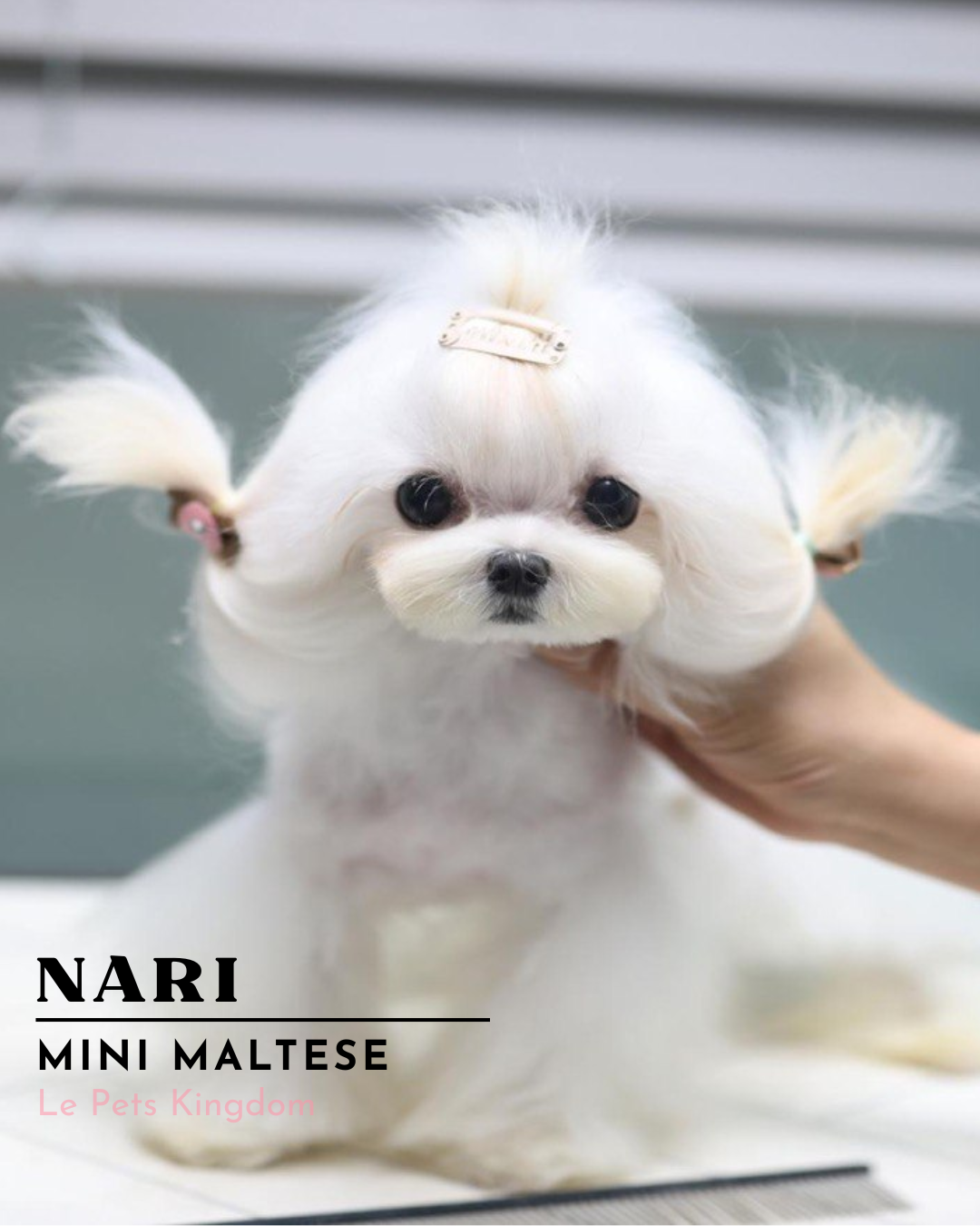 NARI (Mini Maltese - Korea Imported)