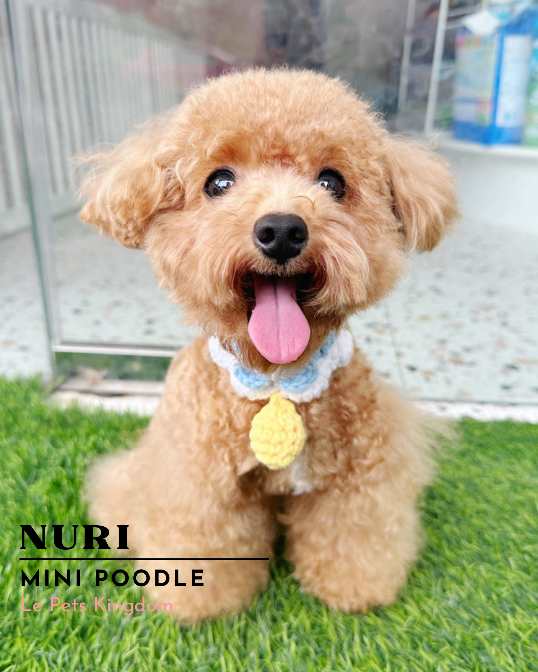 NURI (Mini Poodle - Korea Imported)