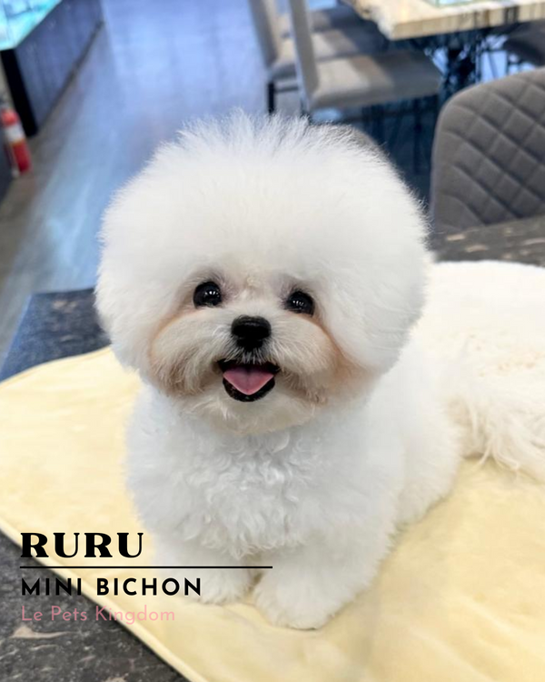 RURU (Mini Bichon - Korea Imported)
