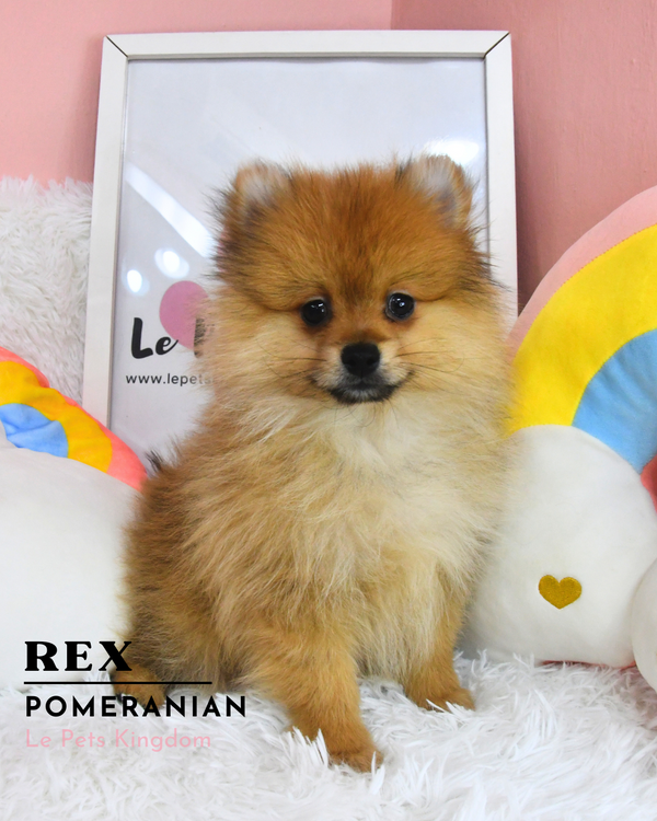 REX (Pomeranian - UK Imported)