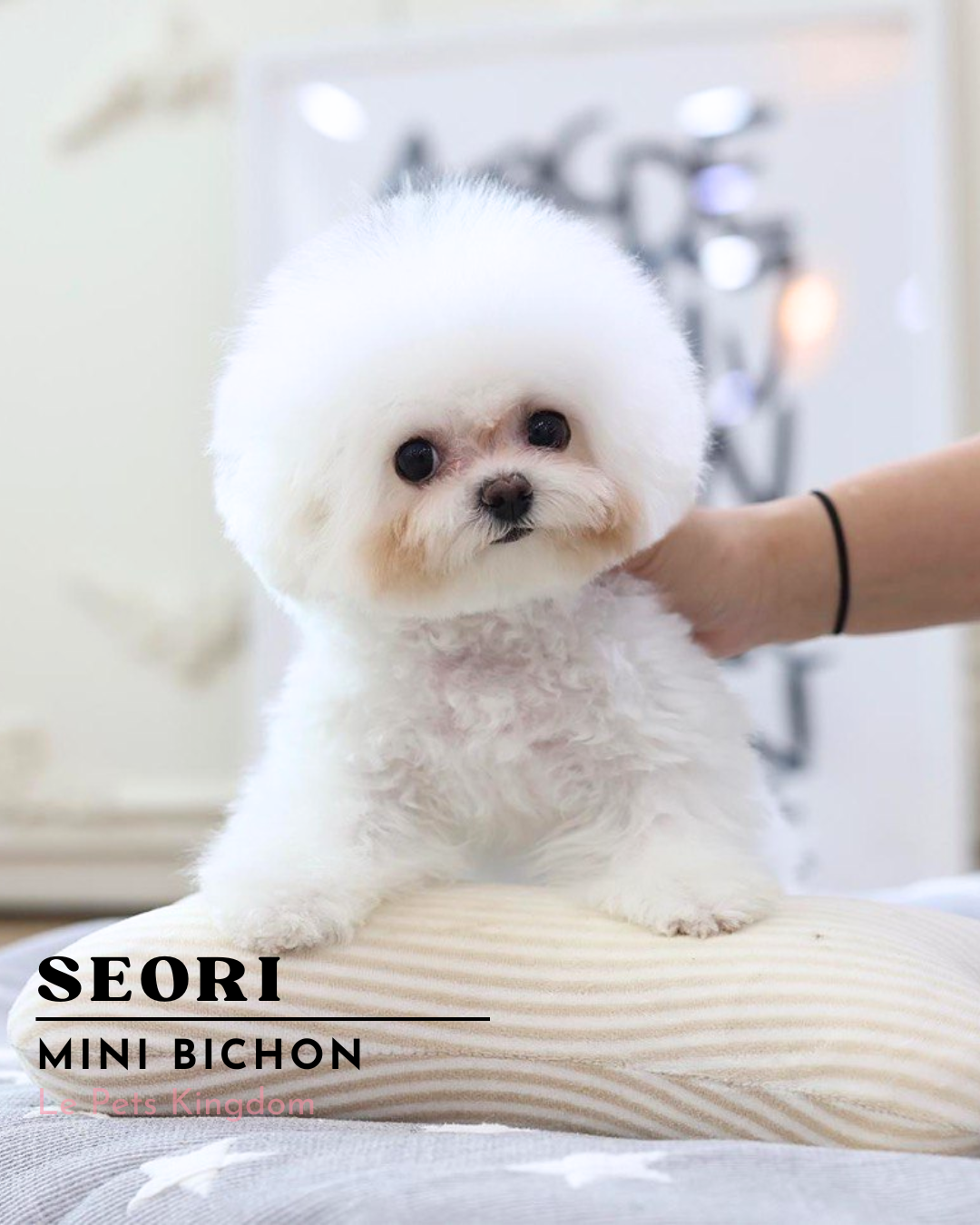 SEORI (Mini Bichon - Korea Imported)