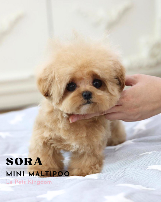 SORA (Mini Maltipoo- Korea Imported)